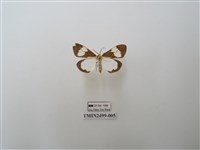 藏品(五斑蝶燈蛾)的圖片